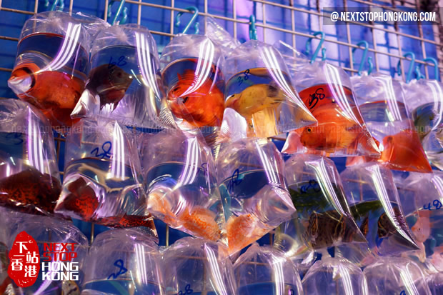 Hong Kong Goldfish Market