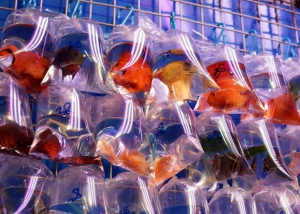 金魚街