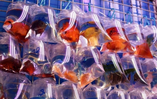 金魚街