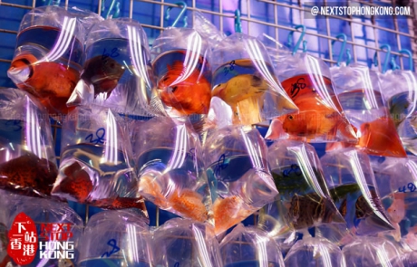 金魚街
