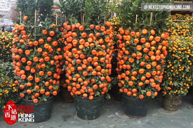 Golden Orange Tree