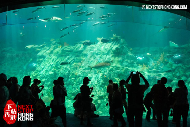 游客在巨大的水族箱前拍照 (海洋奇观,海洋公园) 游客在巨大的水族箱前拍照 (海洋奇观,海洋公园)