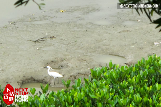 Watching birds in Hong Kong Wetland Park