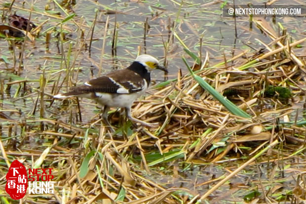 Watching birds in Hong Kong Wetland Park2
