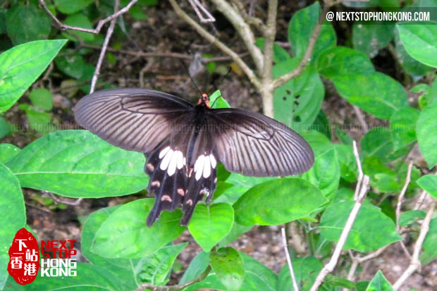 Butterfly in Hong Kong Wetland Park