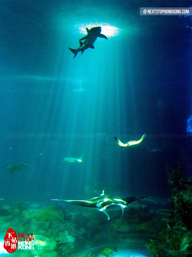 海洋公园巨型水族箱里的海鳐鱼 (海滨乐园,海洋公园) 海洋公园巨型水族箱里的海鳐鱼 (海滨乐园,海洋公园)