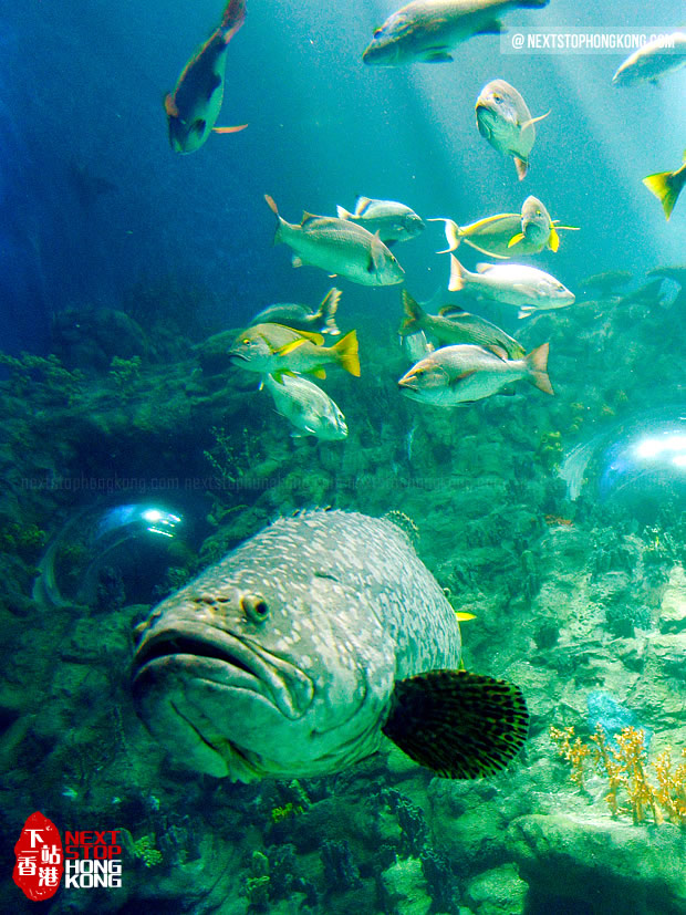 巨型水族箱里懒洋洋的大鱼(海洋奇观,海洋公园) 巨型水族箱里懒洋洋的大鱼(海洋奇观,海洋公园)