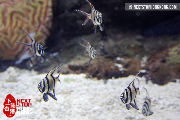 小水族箱里美丽的小鱼 小水族箱里美丽的小鱼