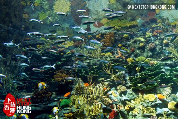 海洋奇观里的小水族箱(海滨乐园,海洋公园) 海洋奇观里的小水族箱(海滨乐园,海洋公园)
