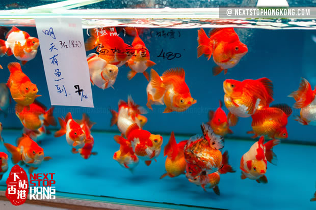 goldfish market near me