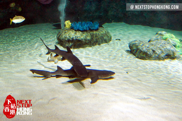 巨型水族箱里懒懒的鲨鱼 巨型水族箱里懒懒的鲨鱼
