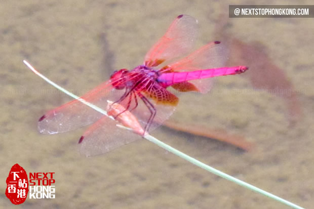 Hong Kong Wetland Park Dragonfly
