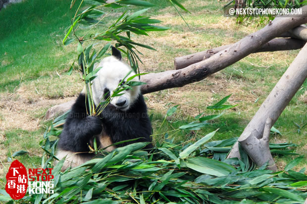 熊猫开始吃美味的竹叶午餐 熊猫开始吃美味的竹叶午餐