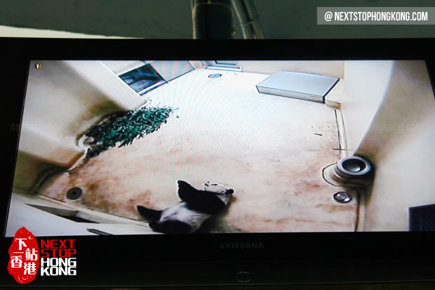 从屏幕上看见熊猫在睡懒觉 从屏幕上看见熊猫在睡懒觉