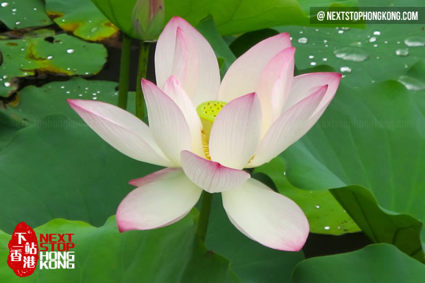 Waterlily in Hong Kong Wetland Park