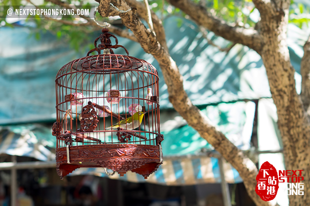 A Guide to Yuen Po Street Bird Market 