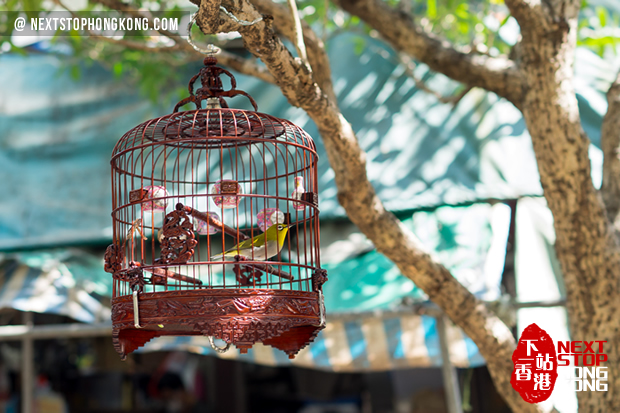 garden bird cages