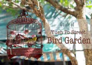 雀鳥花園
