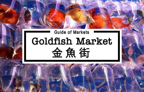 Guide to Goldfish Market - All You Need to Know