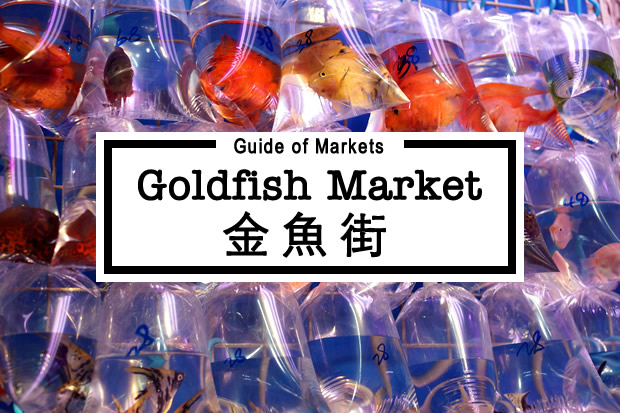 goldfish market near me