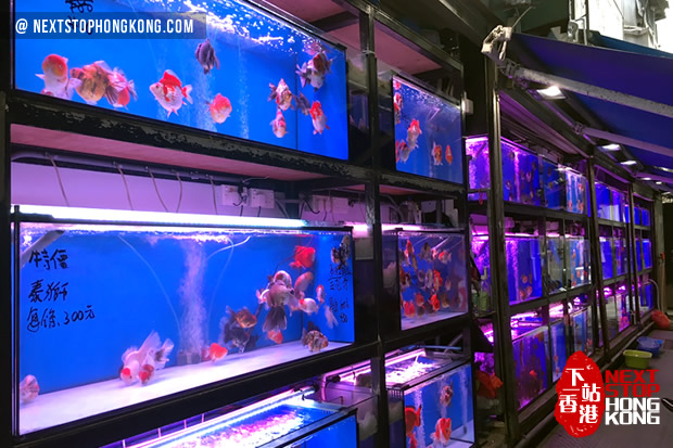 goldfish market near me
