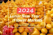 2024 Hong Kong Lunar New Year Flower Markets